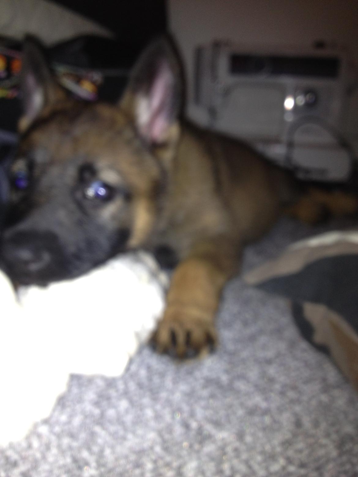 Schæferhund Jabina Boleo Freja * Omplaceret * - Freja hygger sig med sin nye bamse :)  billede 15