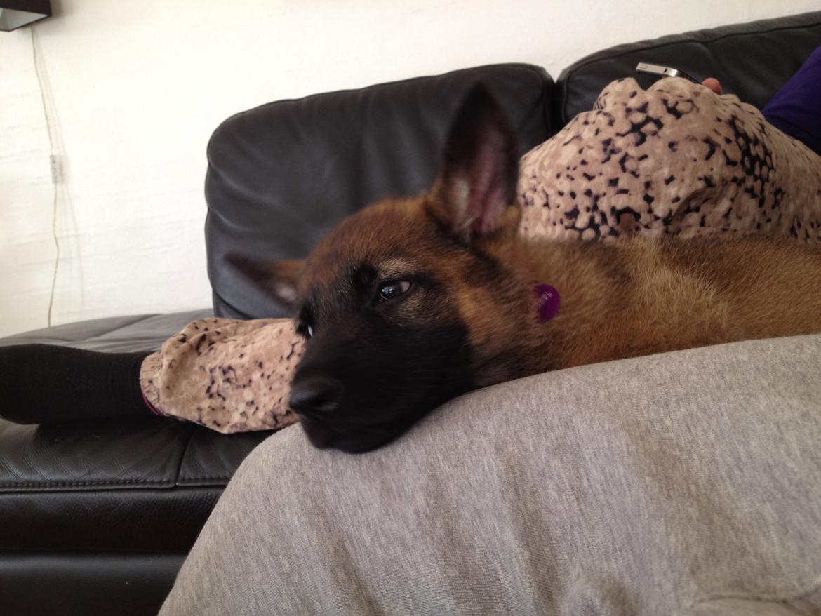 Schæferhund Jabina Boleo Freja * Omplaceret * - Men Freja skal også lige følge med i hvad farmor og farfar's hunde laver ;)  billede 16