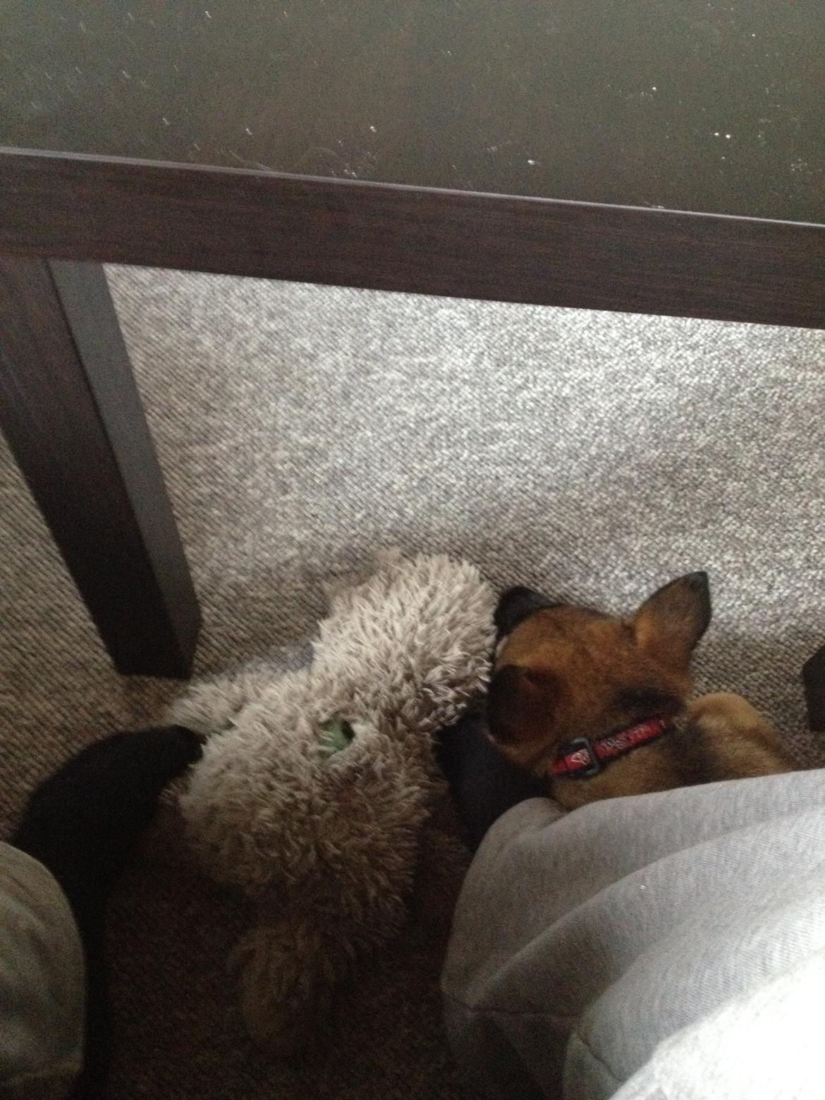 Schæferhund Jabina Boleo Freja * Omplaceret * - Freja nyder nærheden af sin far :)  billede 17