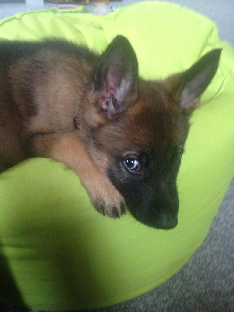 Schæferhund Jabina Boleo Freja * Omplaceret * - Ja jeg ligger godt, så lad mig nu være i fred :D  billede 18