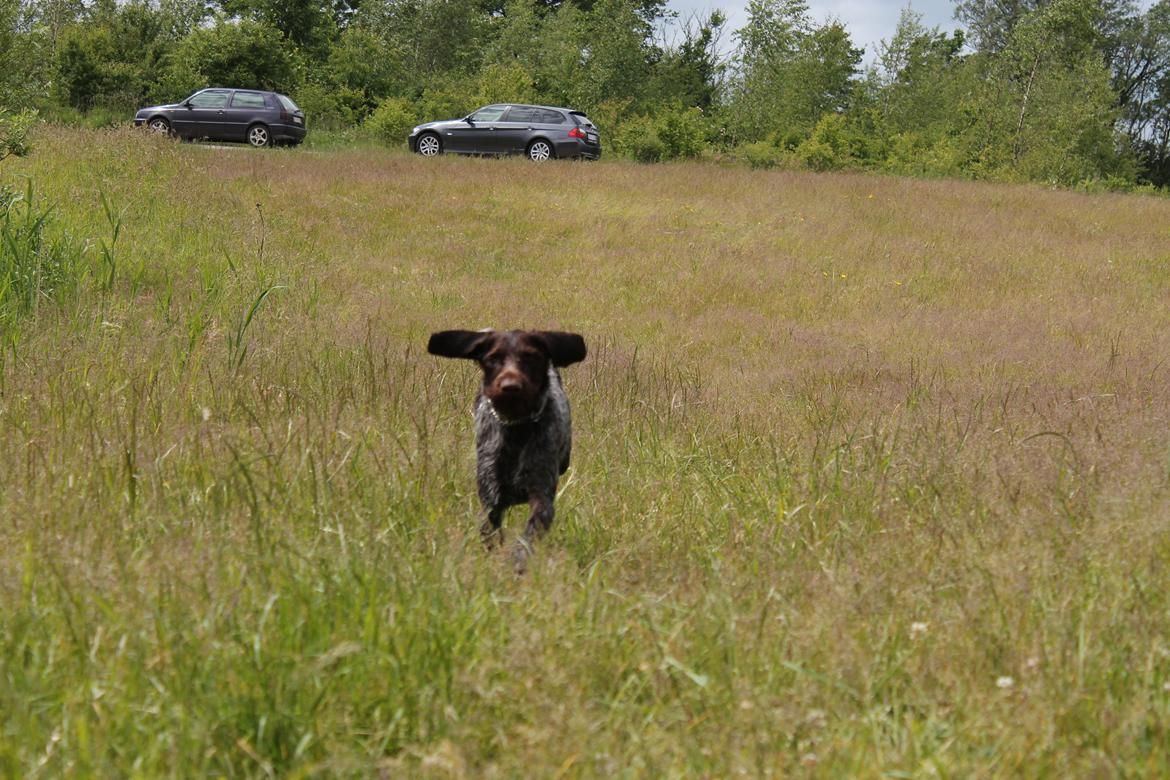 Ruhåret hønsehund Gørklintgårds Sia billede 14