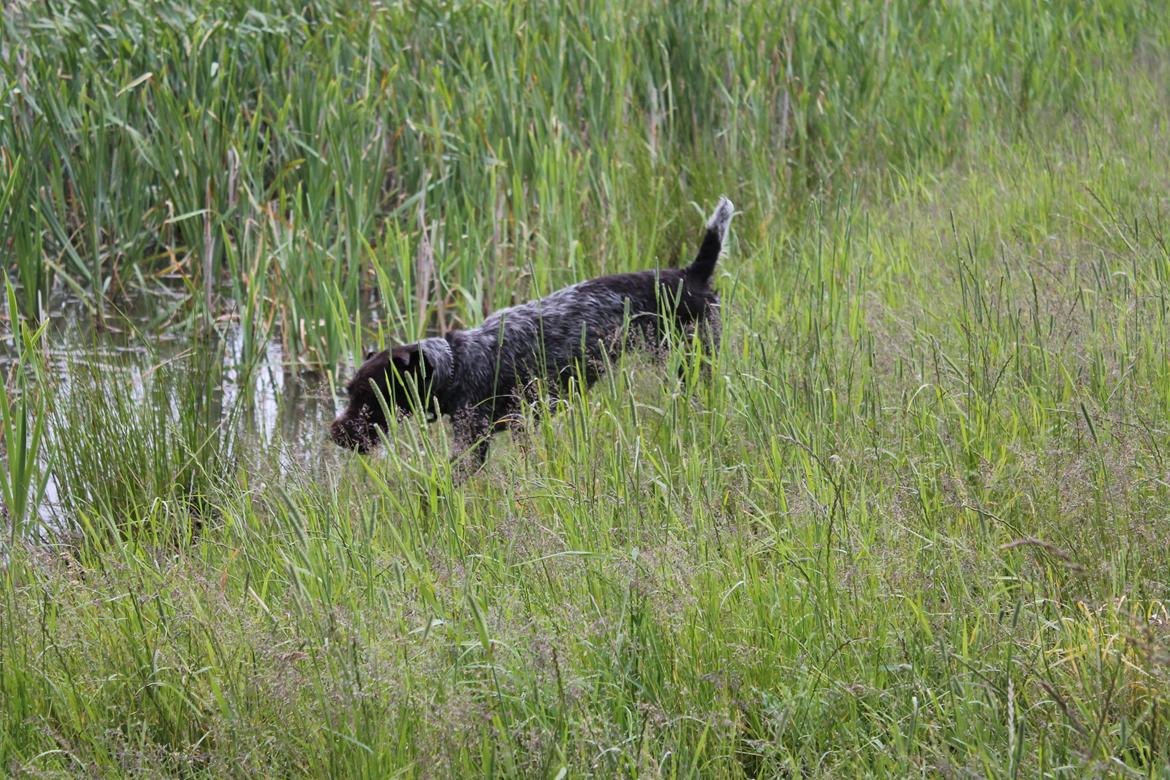 Ruhåret hønsehund Gørklintgårds Sia billede 15