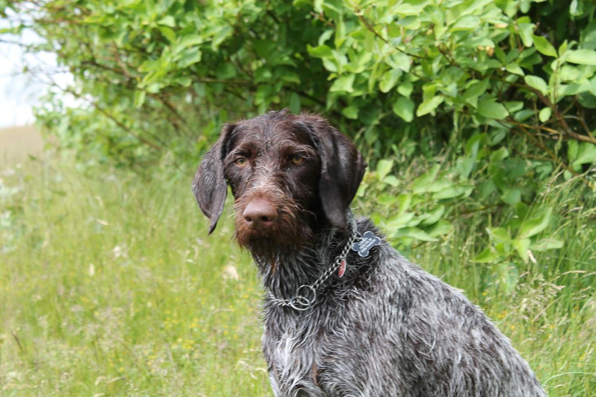 Ruhåret hønsehund Gørklintgårds Sia - En dejlig våd hund! :-) billede 16