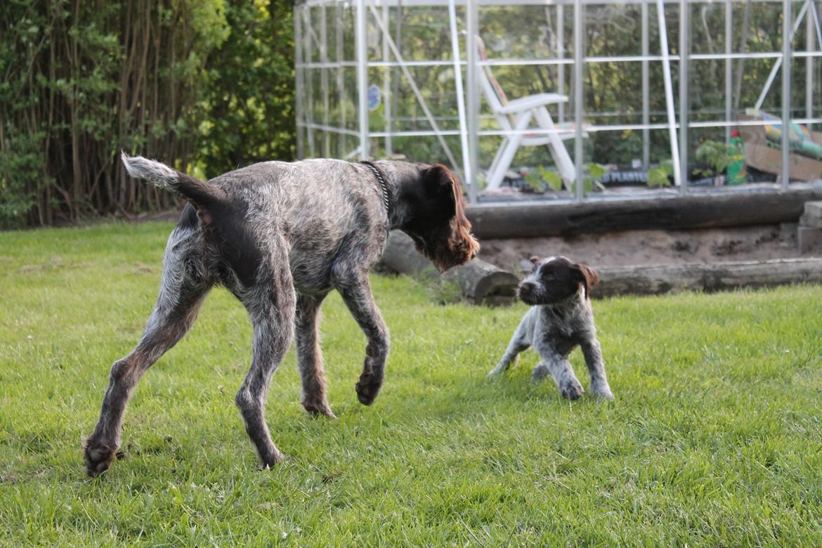 Ruhåret hønsehund Gørklintgårds Sia - Hvad er det da for en lille én?? billede 18