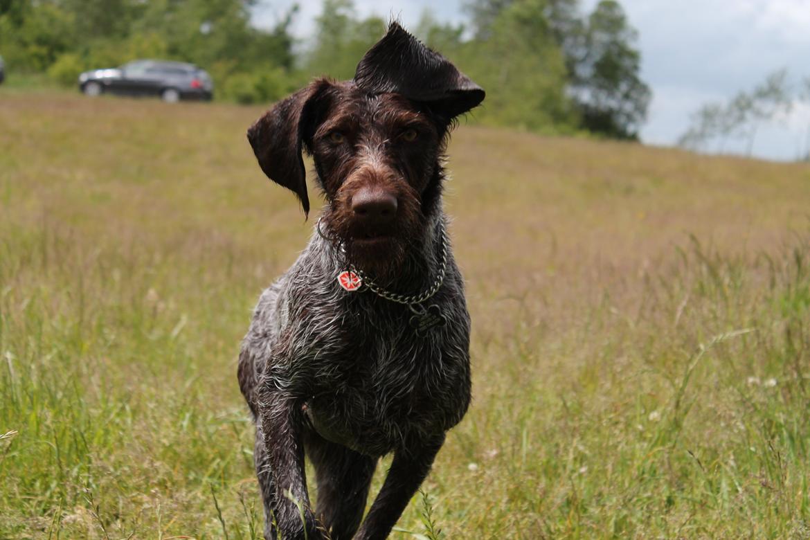 Ruhåret hønsehund Gørklintgårds Sia - For fuld firspring!  billede 19