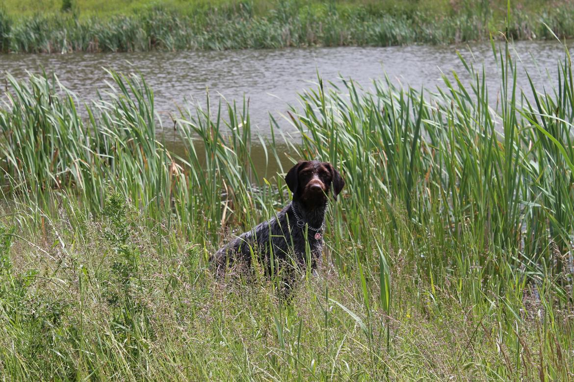 Ruhåret hønsehund Gørklintgårds Sia billede 20