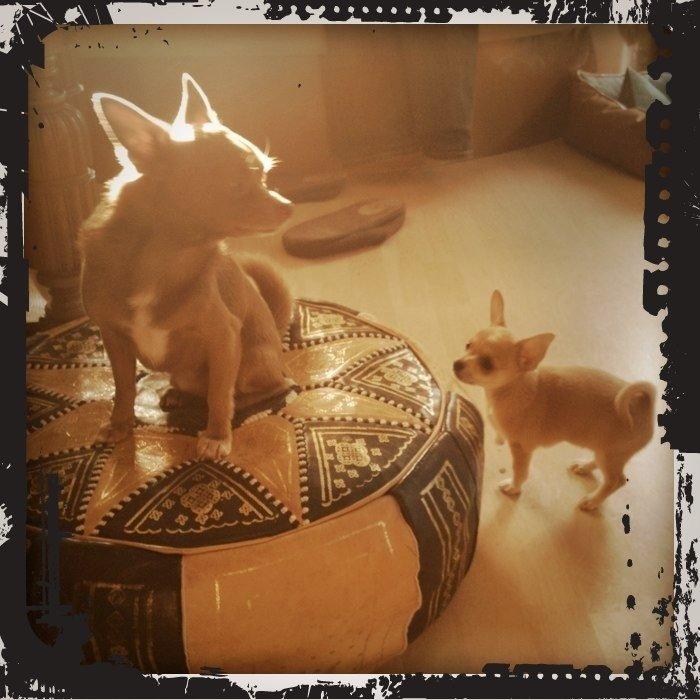 Chihuahua Bailey billede 3