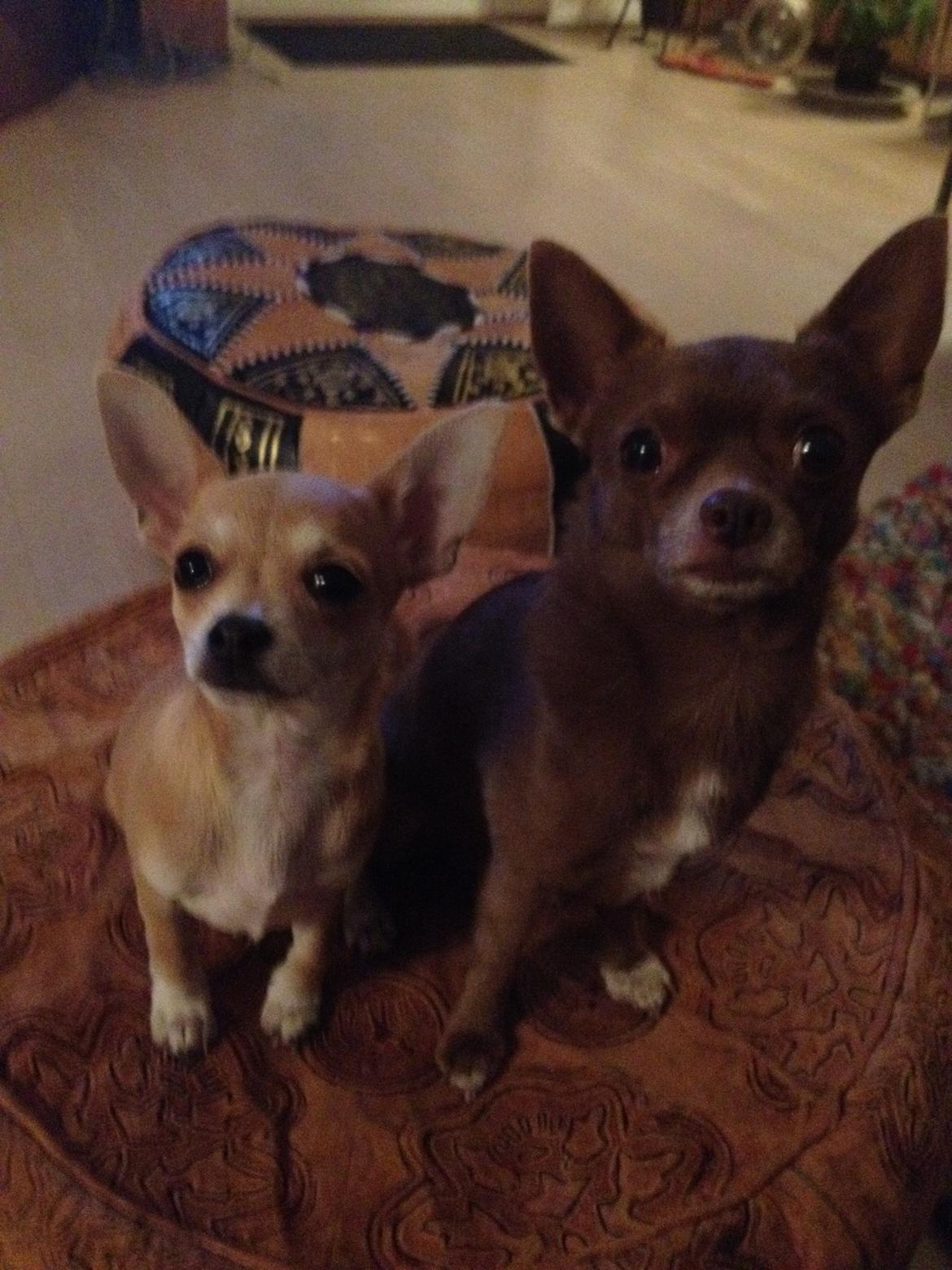 Chihuahua Bailey - Far & søn billede 2