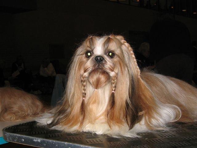 Shih tzu Big Choice Mei Royal Air Force - Her er han 6 år billede 1