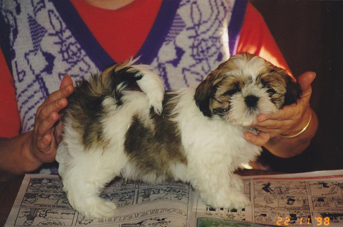 Shih tzu Big Choice Mei Royal Air Force - 9 uger gammel og trænes til at stå på bord. billede 2