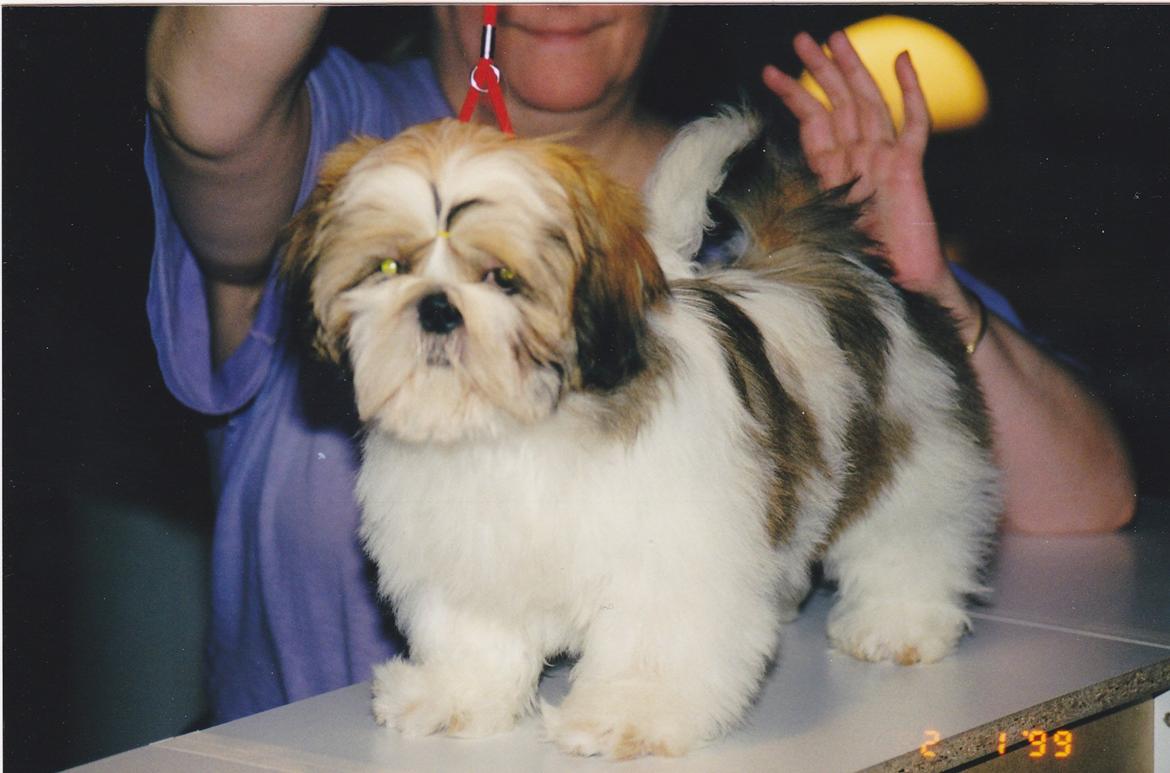 Shih tzu Big Choice Mei Royal Air Force - 3,5 mdr gammel billede 3