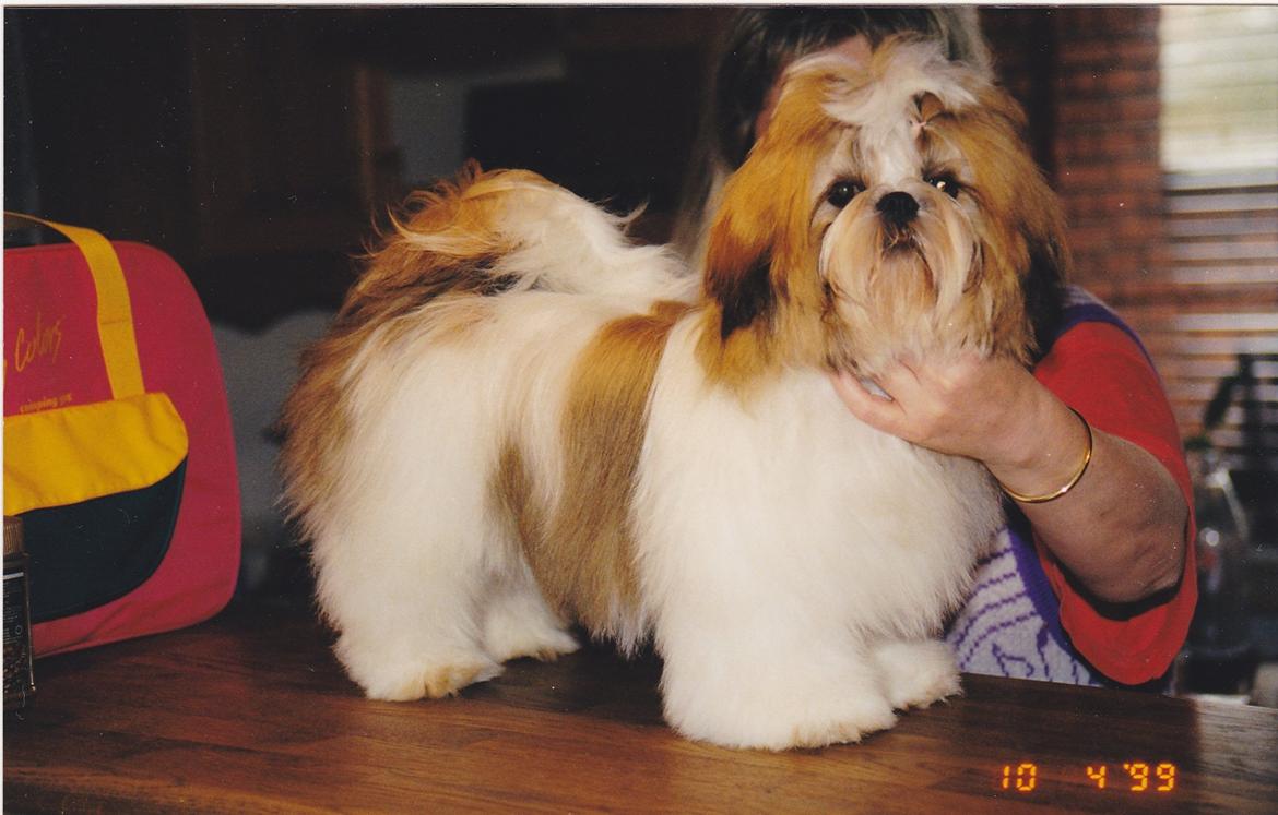 Shih tzu Big Choice Mei Royal Air Force - Også 3,5 mdr gammel billede 4