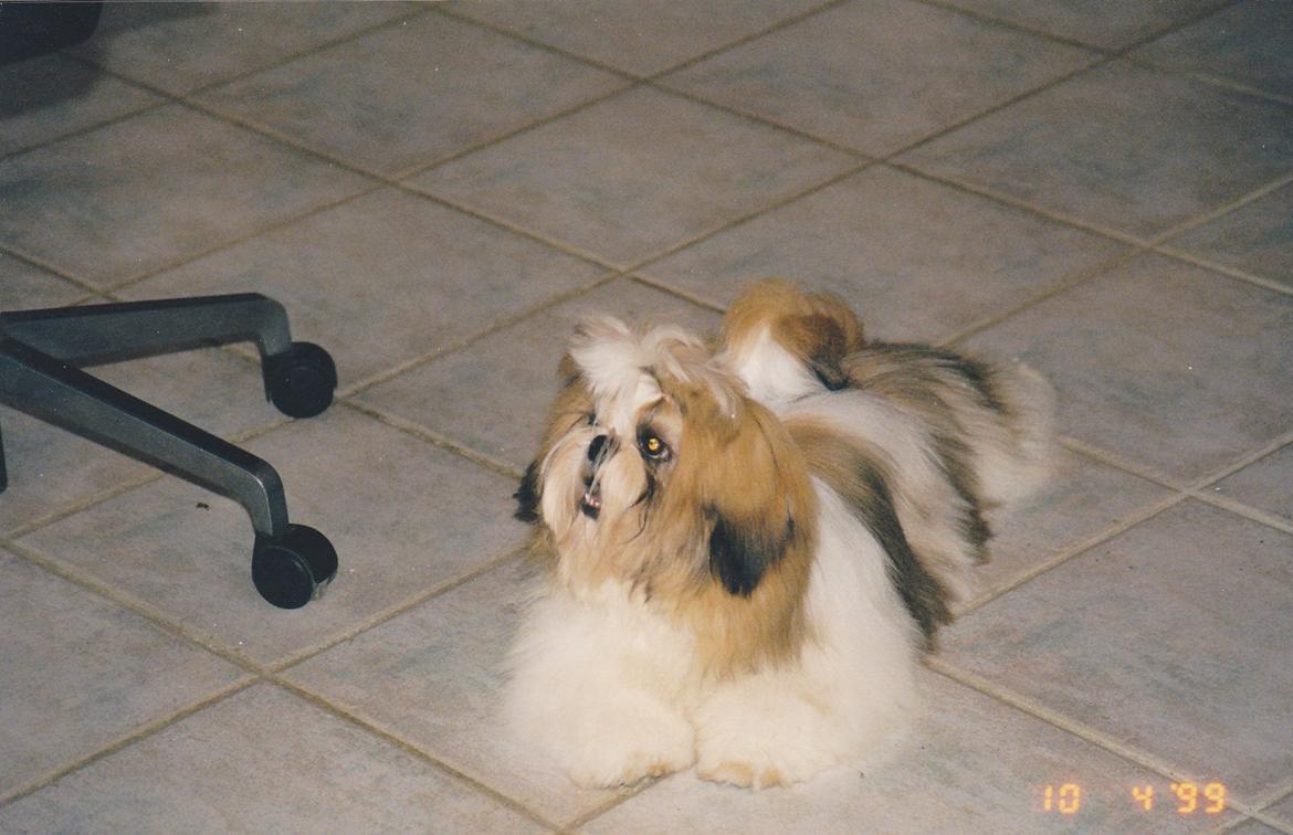 Shih tzu Big Choice Mei Royal Air Force - Så er han 7 mdr billede 5