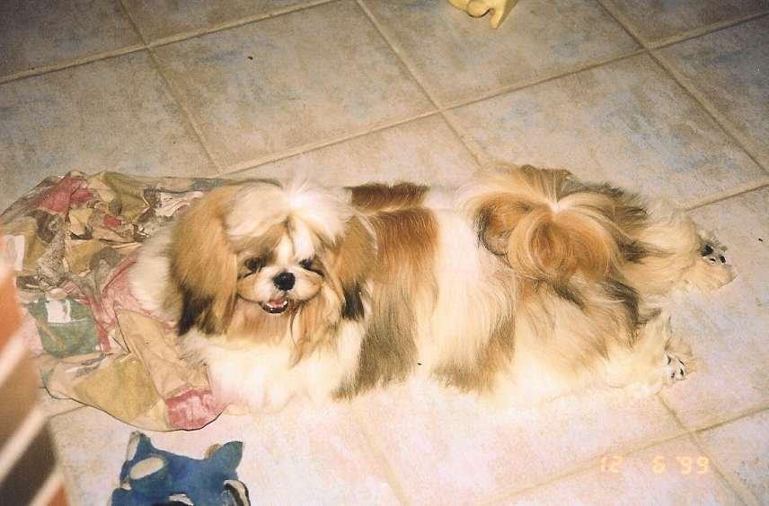 Shih tzu Big Choice Mei Royal Air Force - Lige blevet 9 mdr billede 6