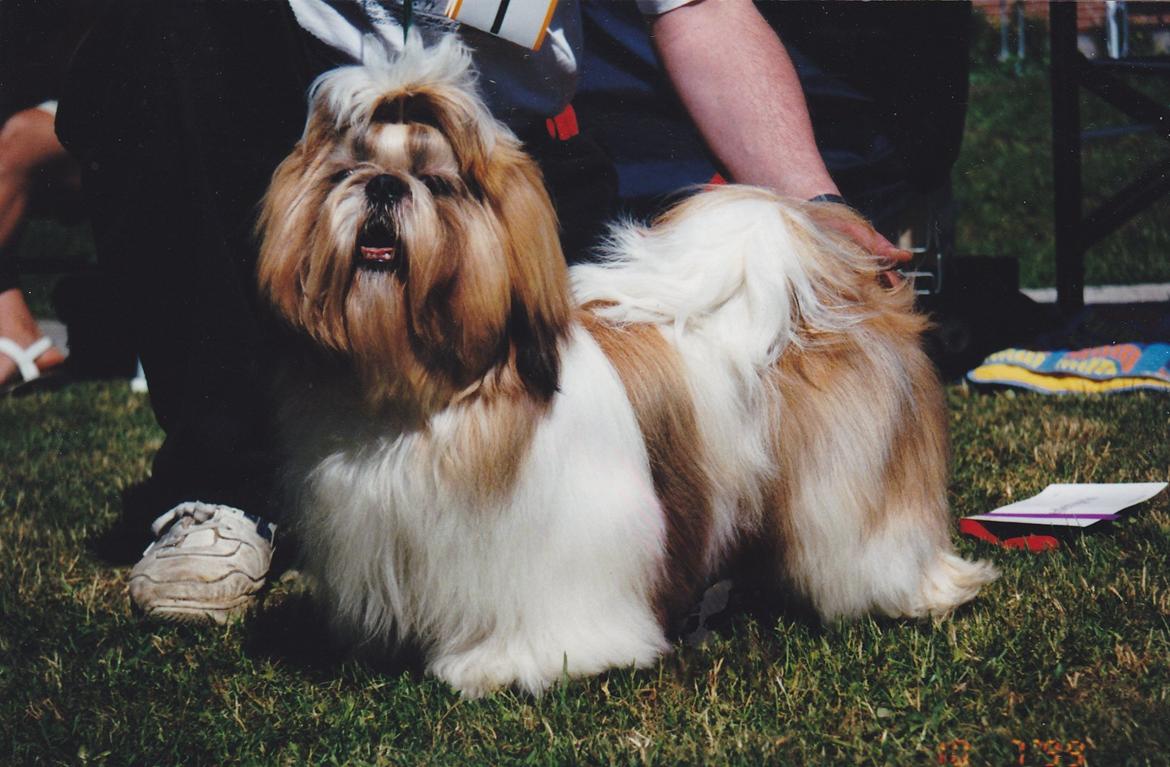 Shih tzu Big Choice Mei Royal Air Force - 10mdr.  Udstilling på Tjörn i Sverige. Bedste Junior og 4,bedste han. der deltog 101 Shih Tzu på udstillingen. billede 7