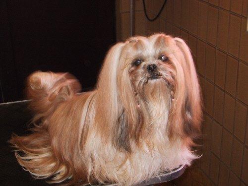 Shih tzu Big Choice Mei Royal Air Force - 4,5 år  billede 8