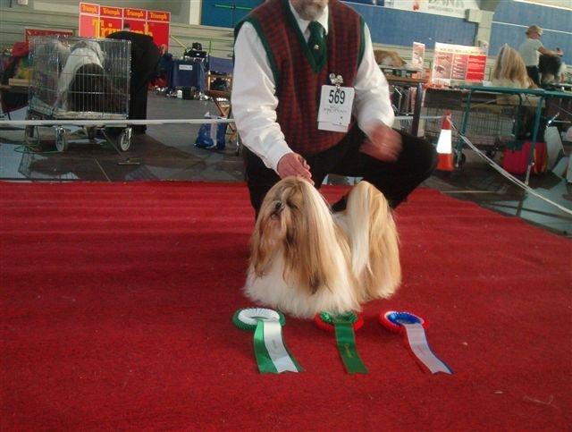 Shih tzu Big Choice Mei Royal Air Force - Kristiansand 2004. BIM og Norsk Champion billede 10