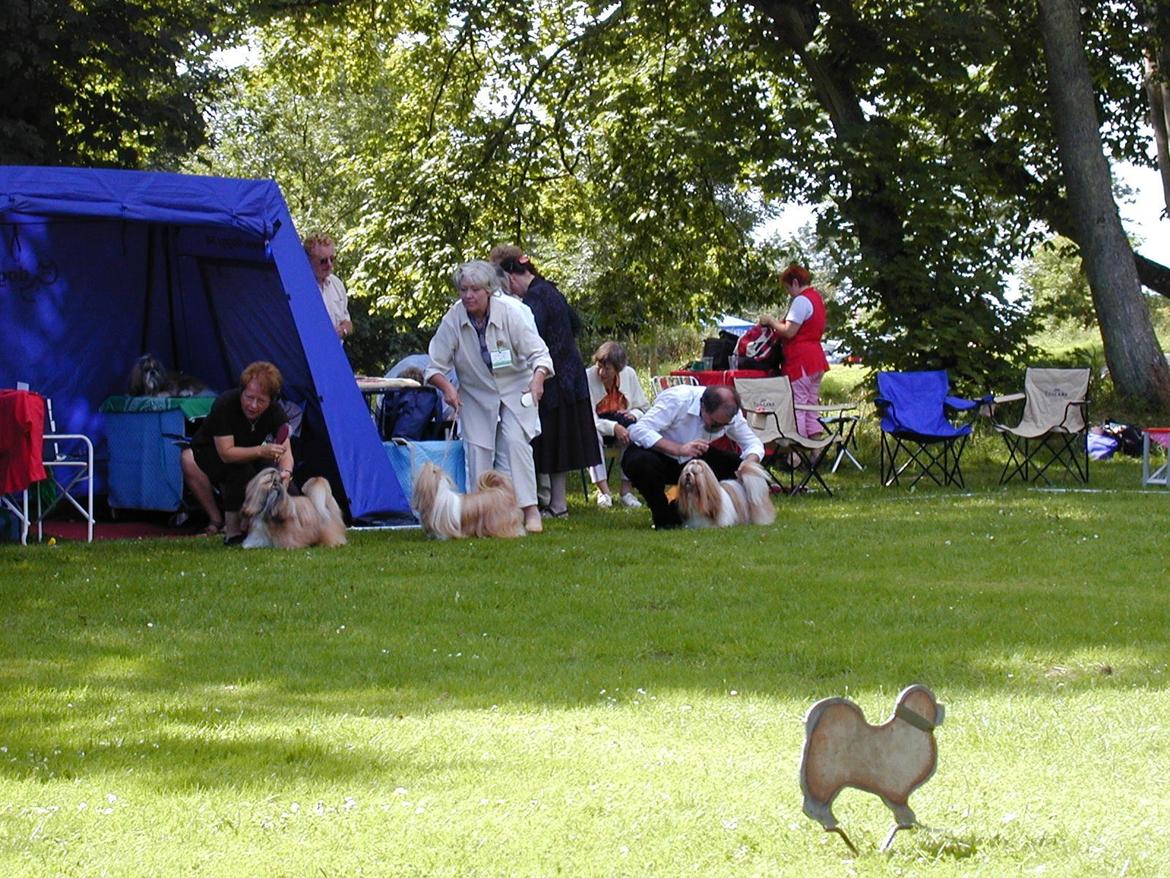 Shih tzu Big Choice Mei Royal Air Force - Udstilling i grenå - 2004 - 6 år billede 11