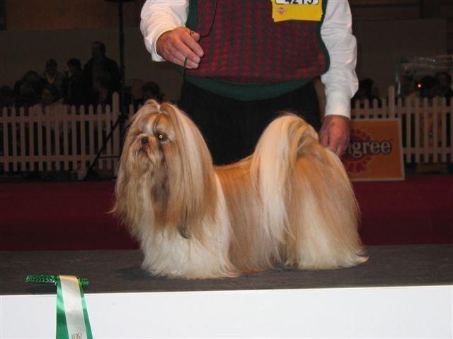 Shih tzu Big Choice Mei Royal Air Force - Herning novenber 2004.
BIR, Nordisk Vinder og BIG-4 i Gruppe 9 billede 12