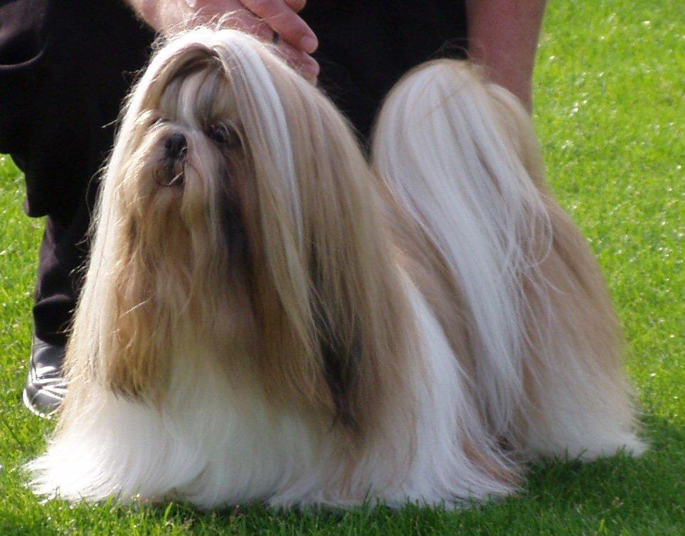 Shih tzu Big Choice Mei Royal Air Force - Rønne 2005.
Dejligt billede taget af den "gamle " Show Dogs.
BIR og BIG-3 billede 13