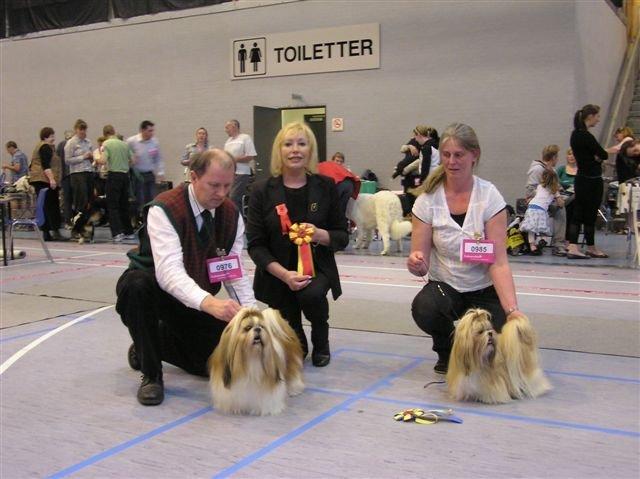 Shih tzu Big Choice Mei Royal Air Force - 10,5 år gammel.
Han sidste BIR, hvor hans Oldebarn Lotus blev BIM billede 14