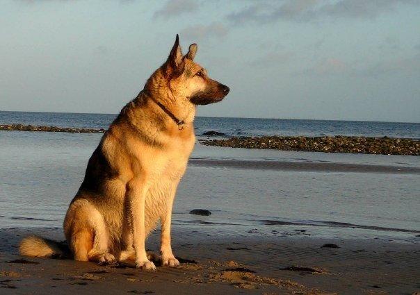 Schæferhund Yoda R.I.P billede 1