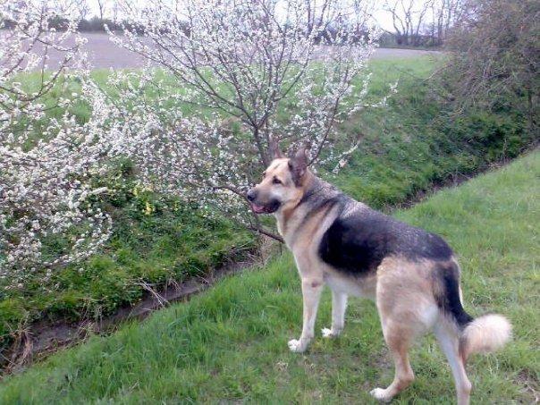 Schæferhund Yoda R.I.P billede 3