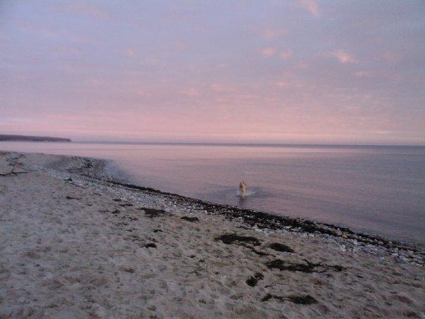 Schæferhund Yoda R.I.P billede 4