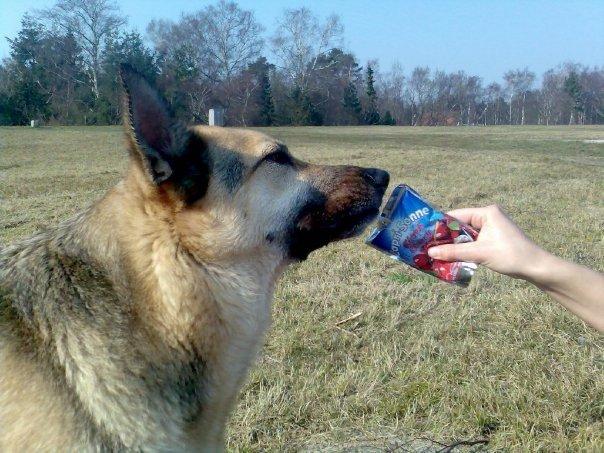 Schæferhund Yoda R.I.P billede 5