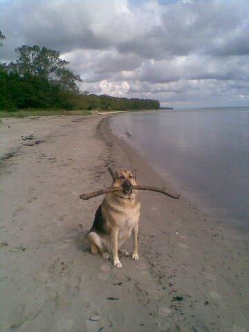 Schæferhund Yoda R.I.P billede 7