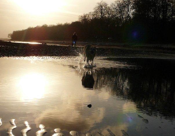 Schæferhund Yoda R.I.P billede 8