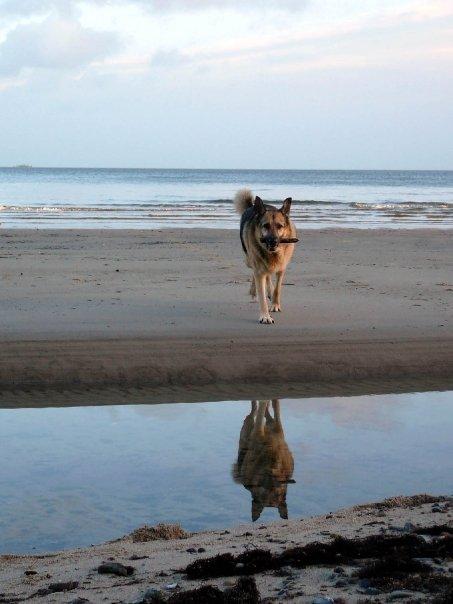 Schæferhund Yoda R.I.P billede 9