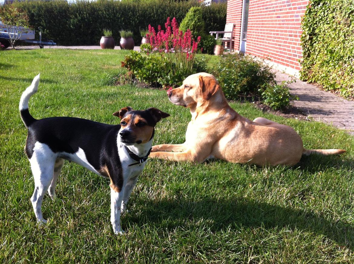 Dansk svensk gaardhund Hollie billede 4