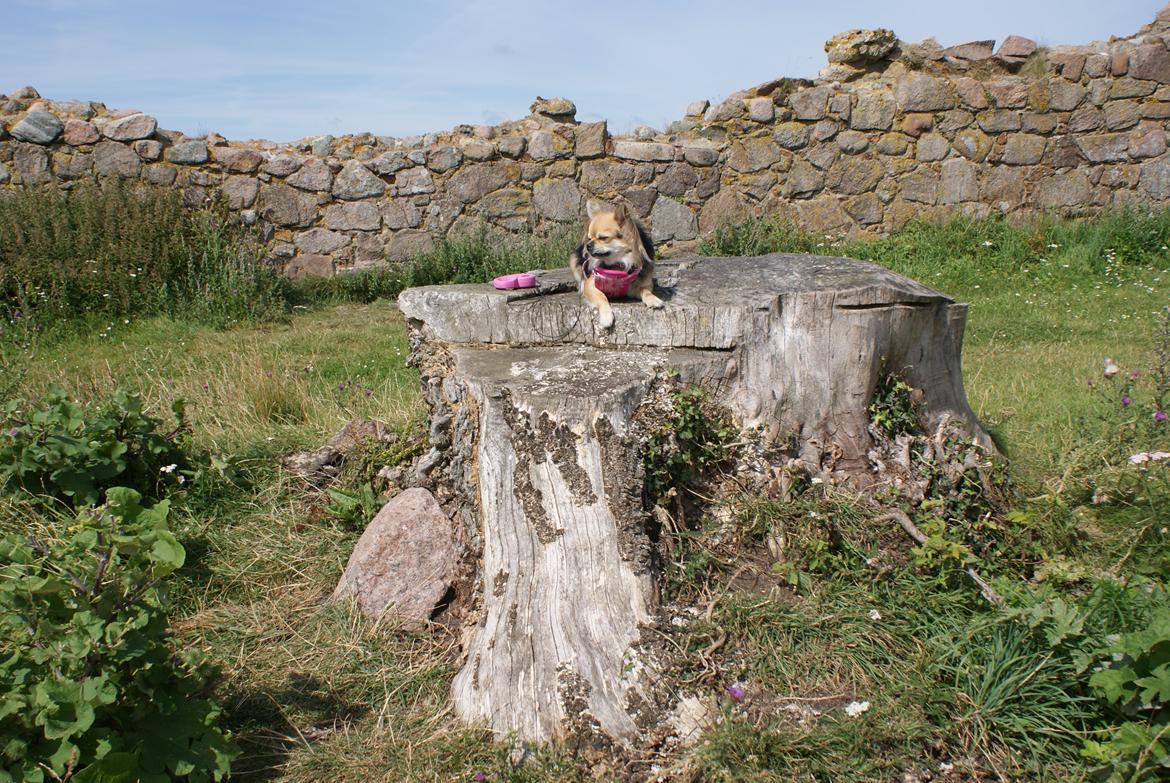 Chihuahua Anna Lucia - Billede 1 til 6 Ferie til hammershus Bornholm billede 2