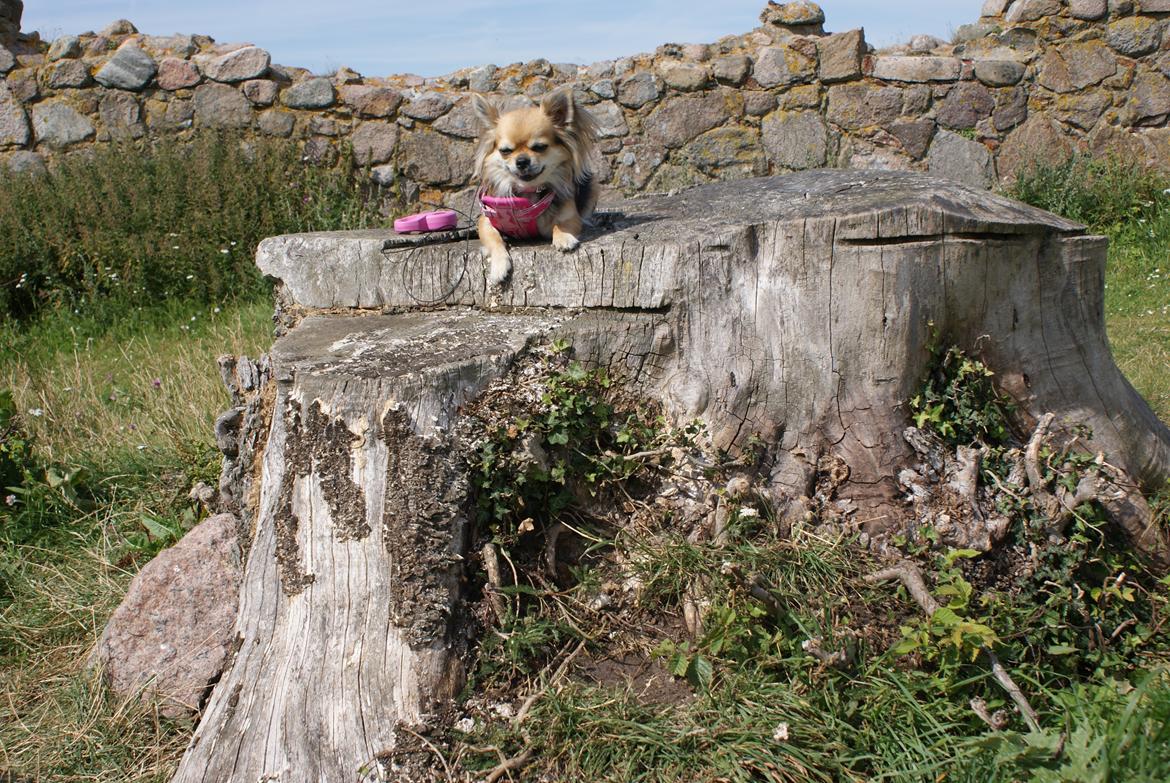 Chihuahua Anna Lucia billede 14