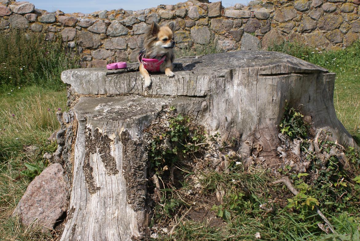 Chihuahua Anna Lucia billede 3