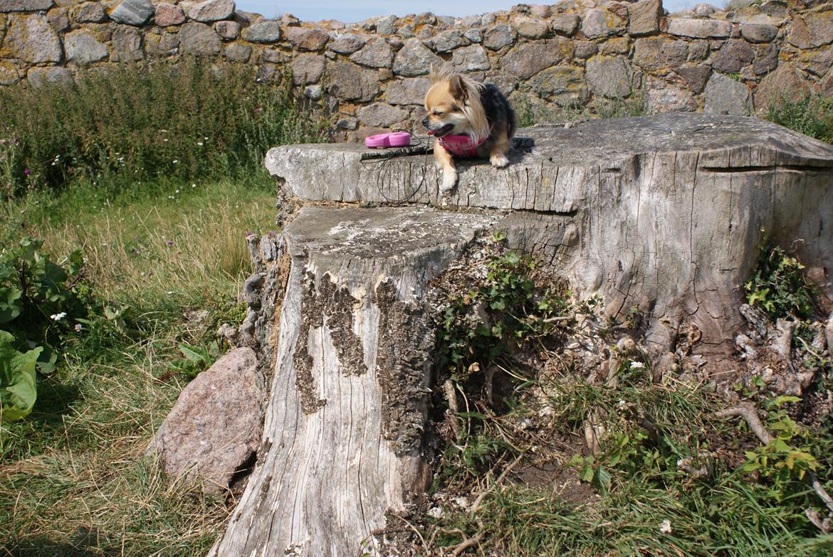 Chihuahua Anna Lucia billede 4