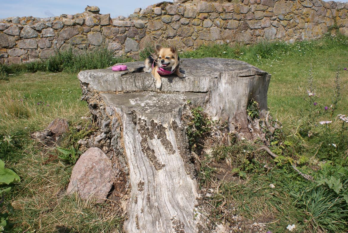 Chihuahua Anna Lucia billede 5