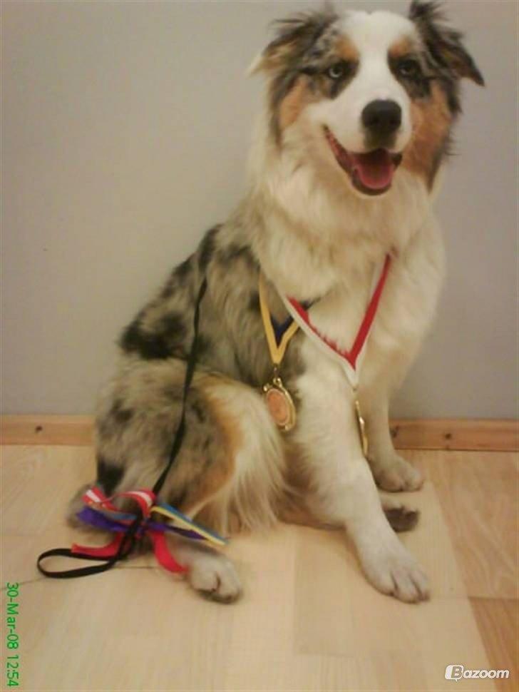 Australian shepherd Nivea - Her er Nivea med certifikat præmier! :-) billede 8