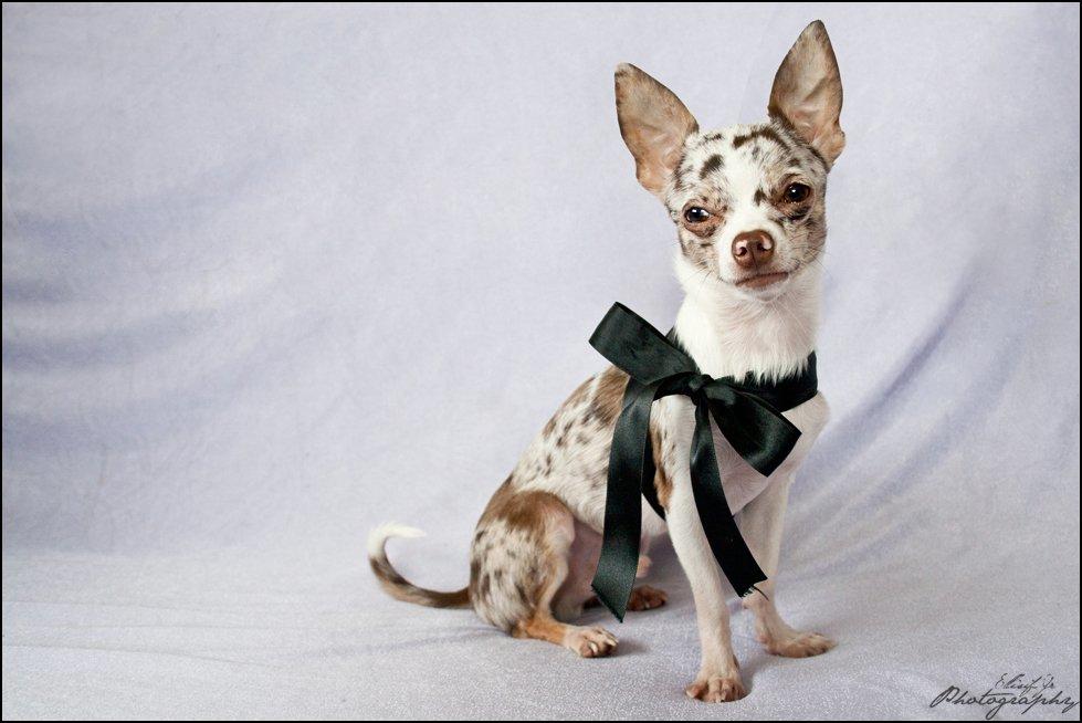 Chihuahua Mocha billede 1