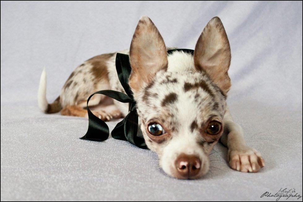 Chihuahua Mocha billede 3