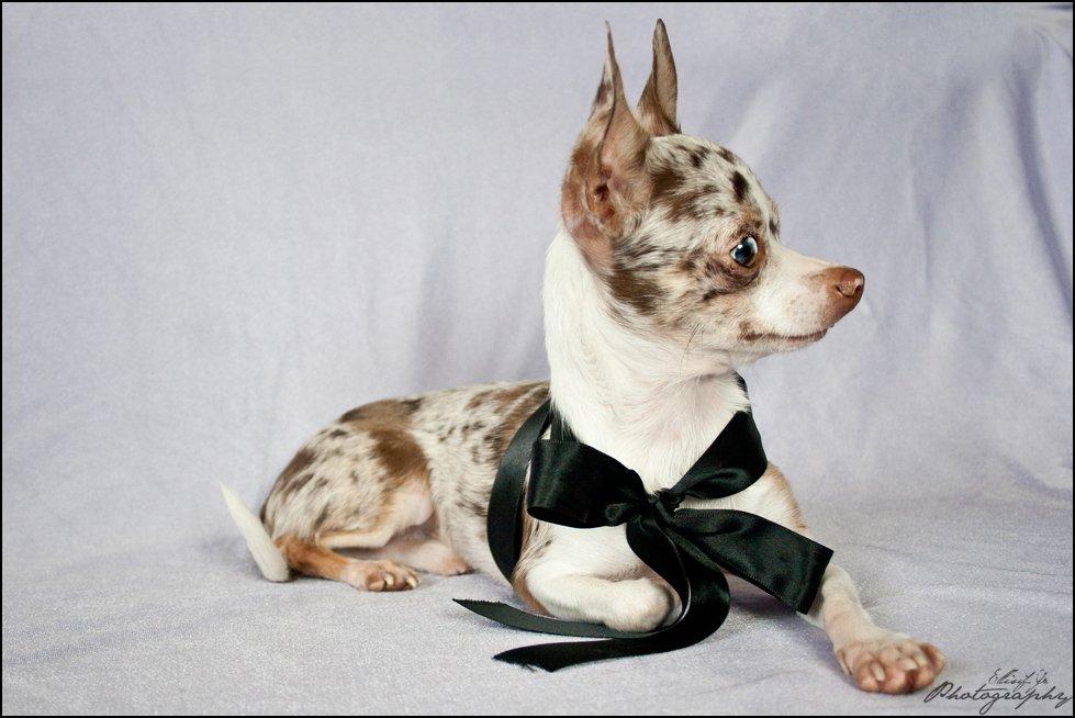 Chihuahua Mocha billede 4