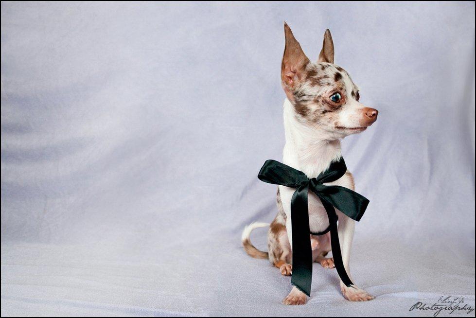 Chihuahua Mocha billede 2