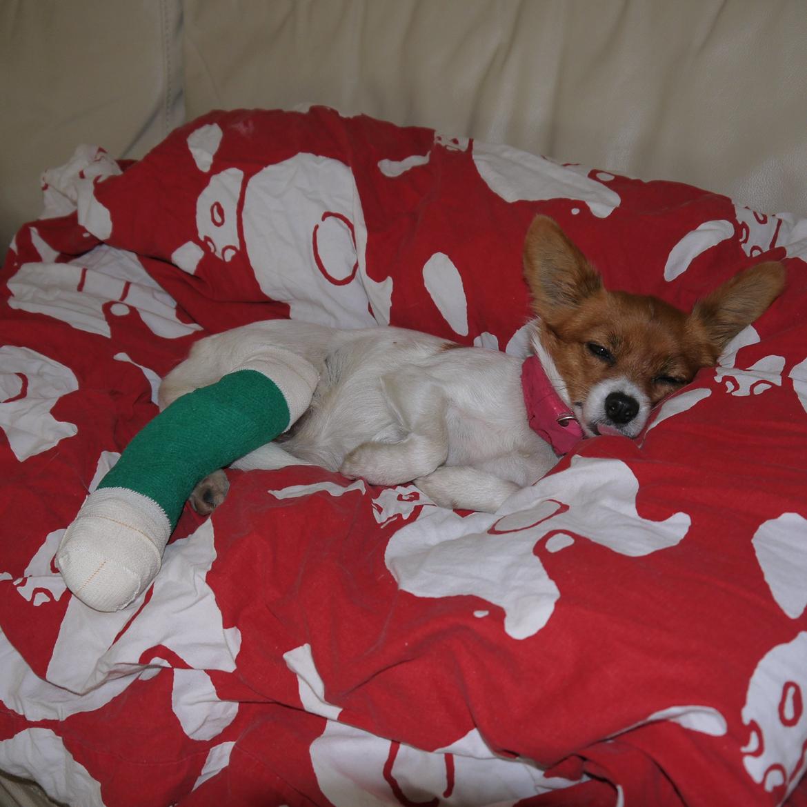 Blanding af racer Poe - d. 14/09-12 - Poe har brækket sit ben, min stakkel. billede 37