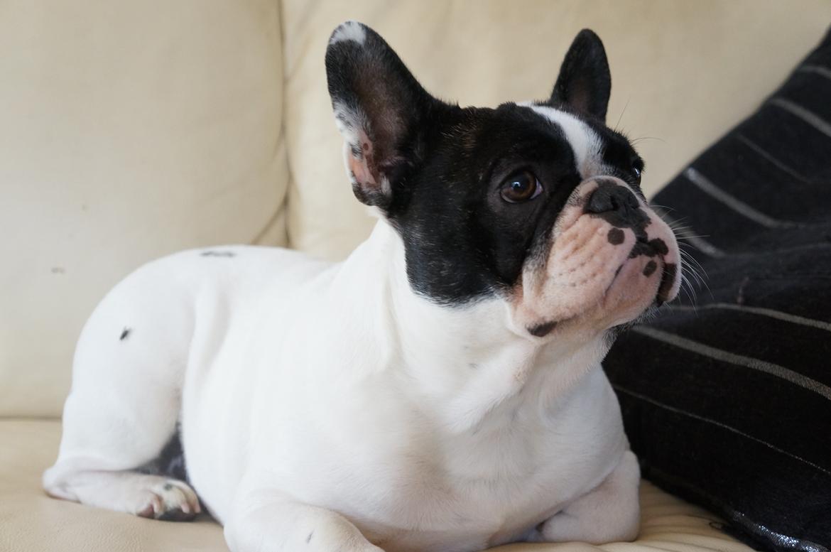 Fransk bulldog Fanta - smukke fanta:) billede 15