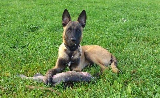 Malinois Bacardi billede 1