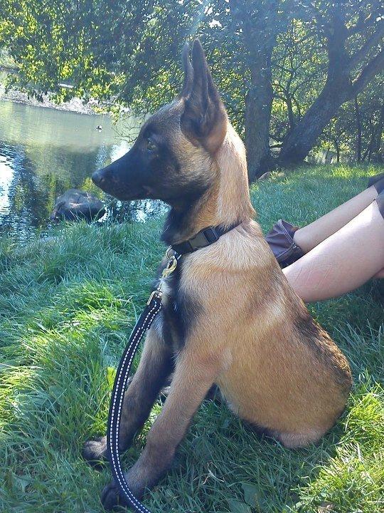 Malinois Bacardi - Spændene ænder i søen billede 3