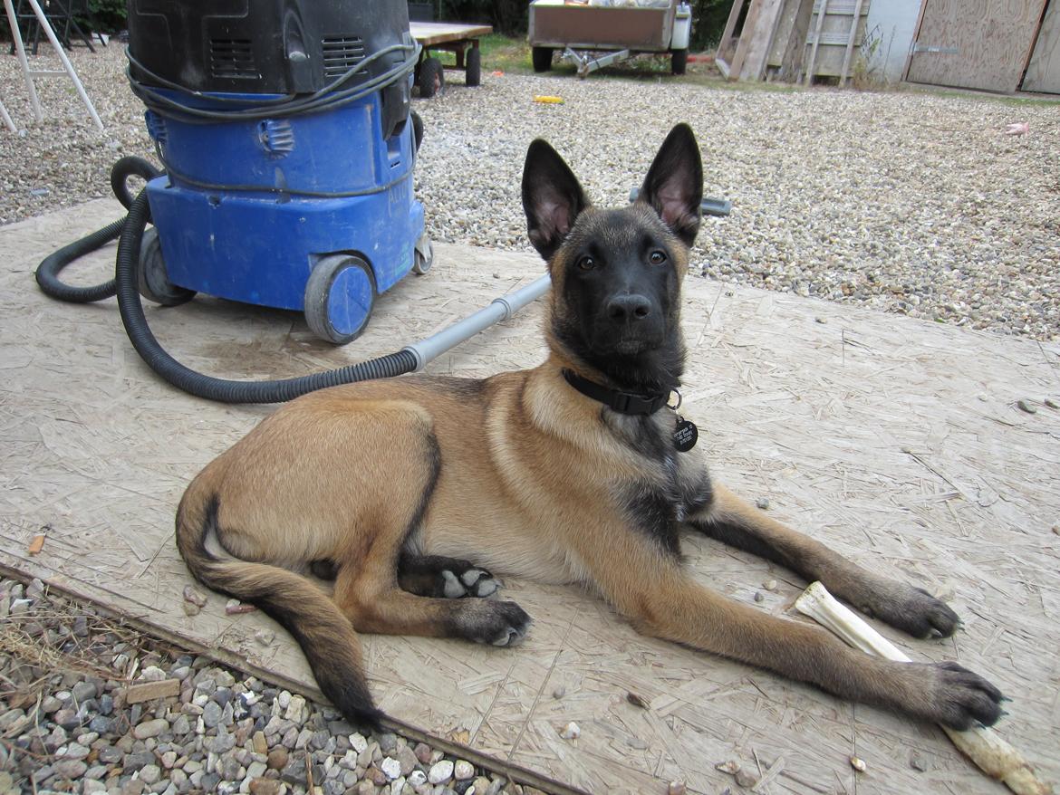 Malinois Bacardi billede 4