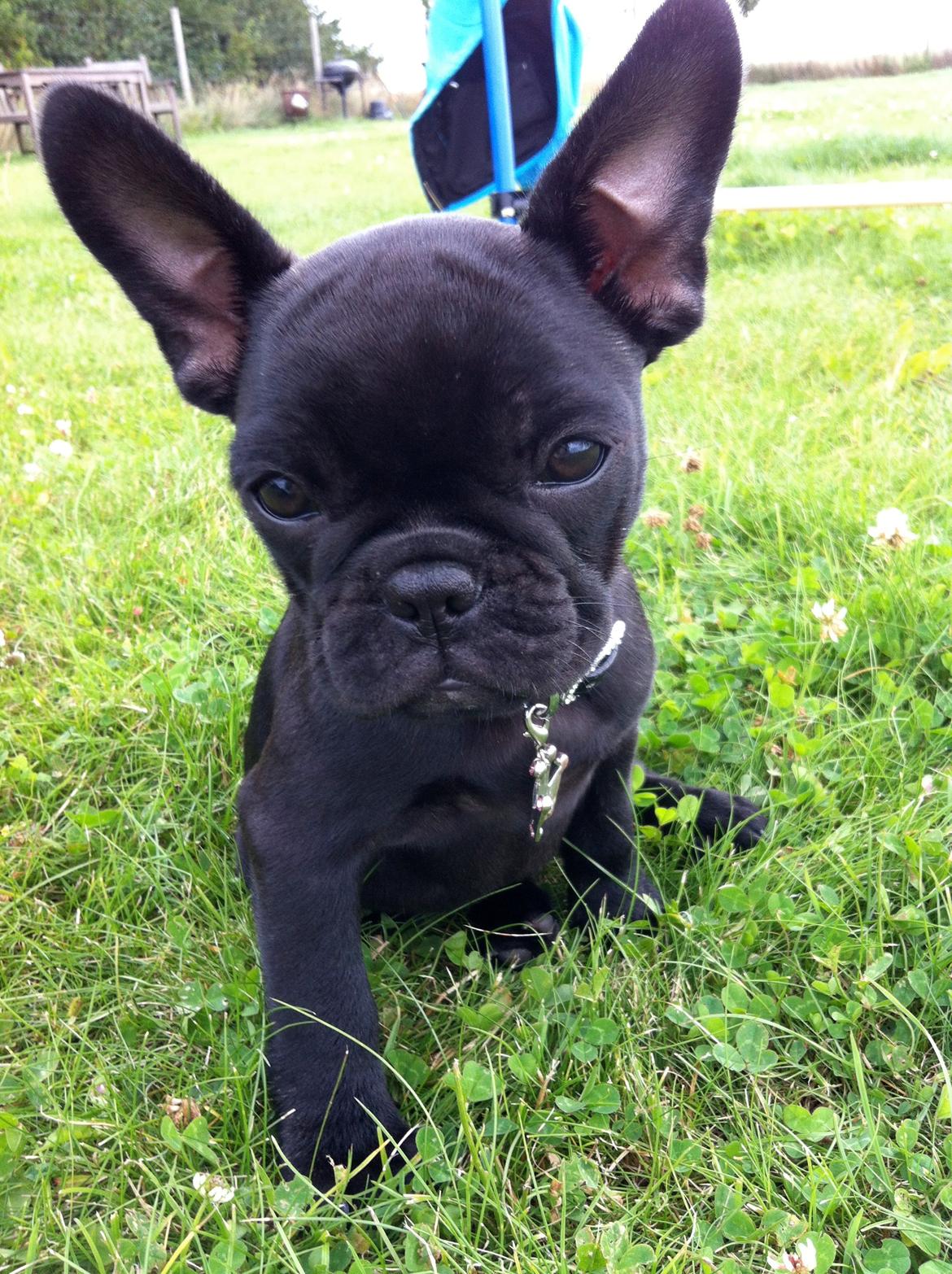 Fransk bulldog Angel billede 1