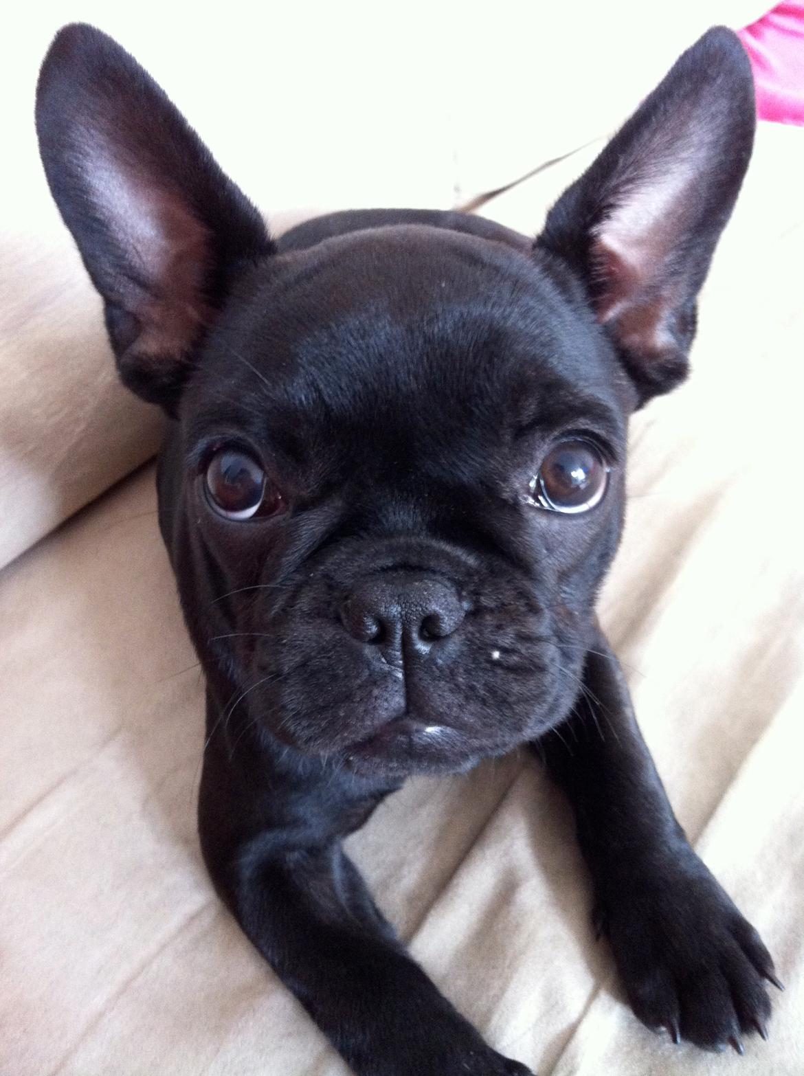 Fransk bulldog Angel billede 2